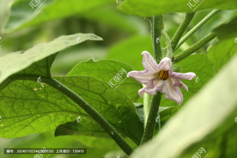 茄子花