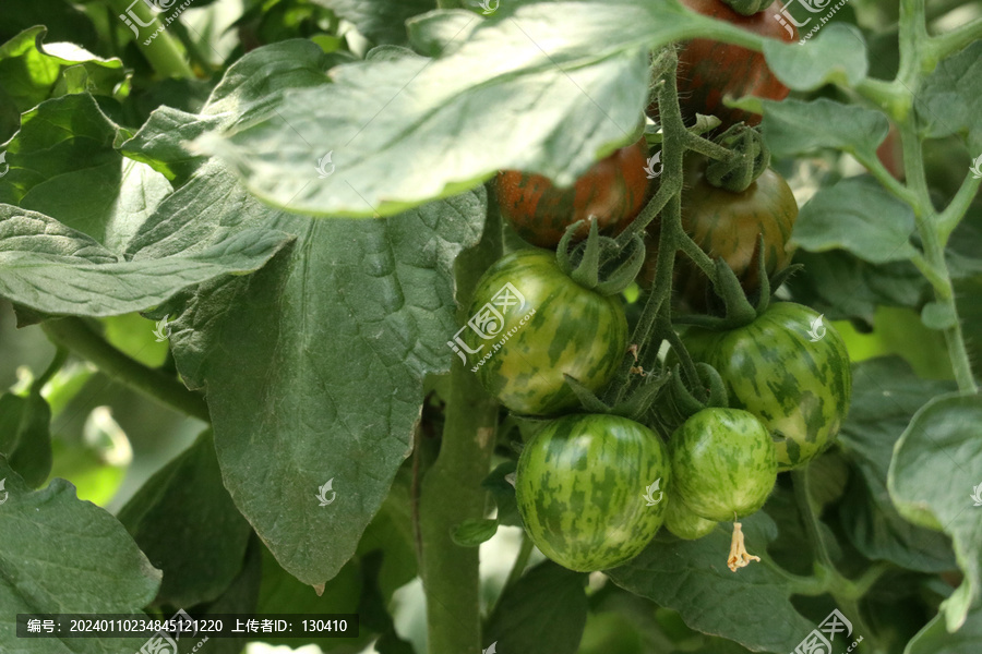 新品种西红柿