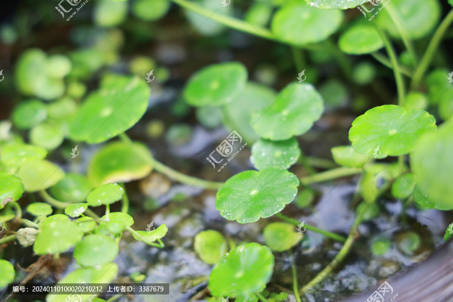 浮萍绿植绿色植物绿叶