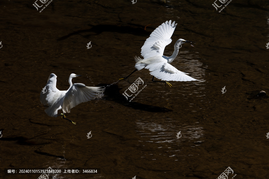 平静水面上两只白鹭