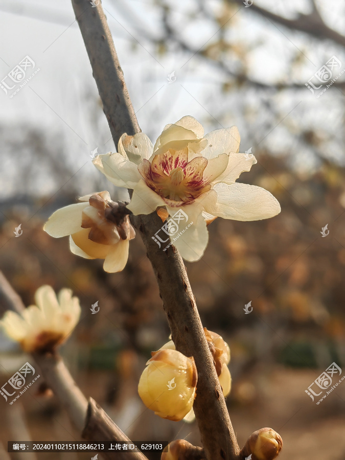 腊梅花枝