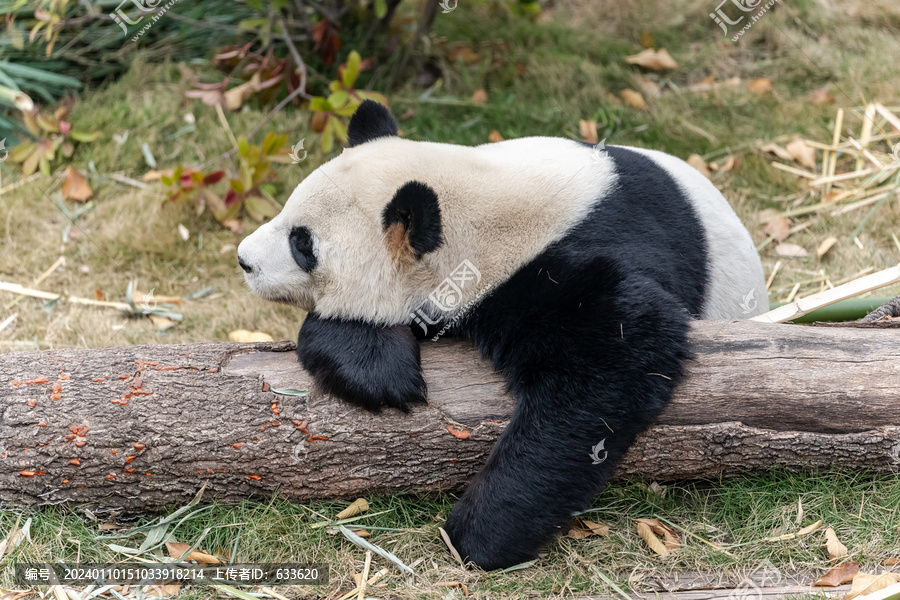 大熊猫大毛