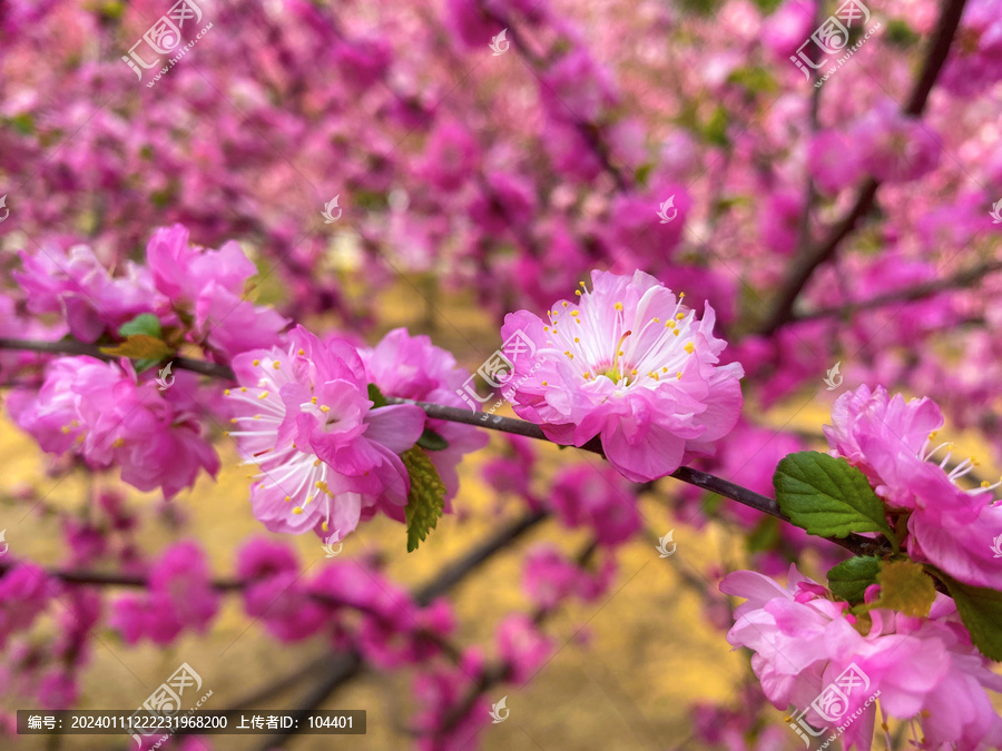 繁花似锦