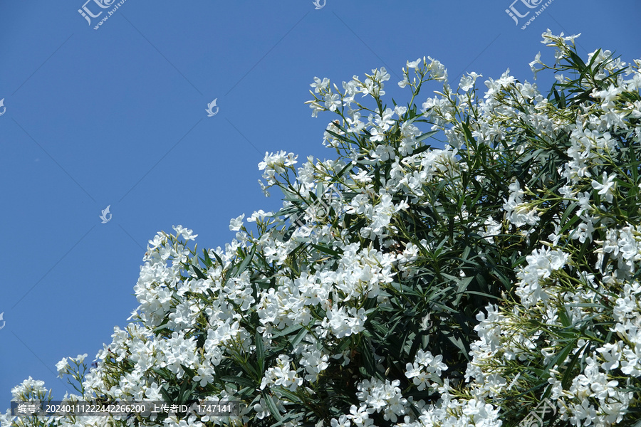 夹竹桃花