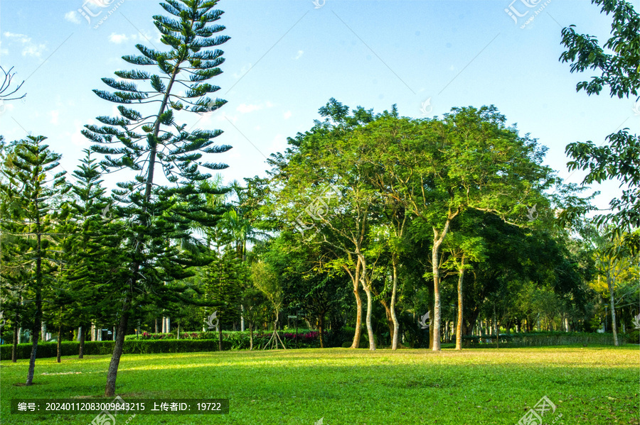 公园里的树木植被