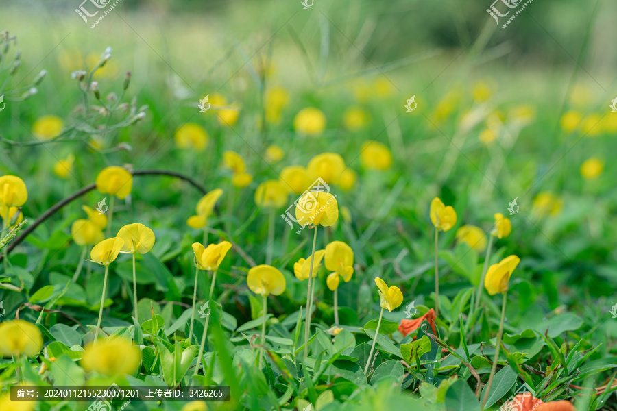 田间盛开的黄花蔓花生