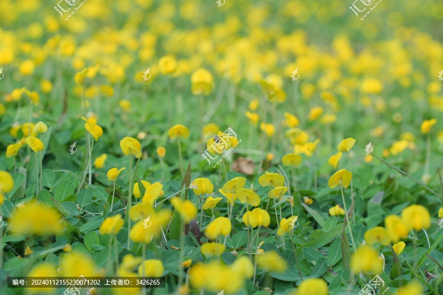 田间盛开的黄花蔓花生