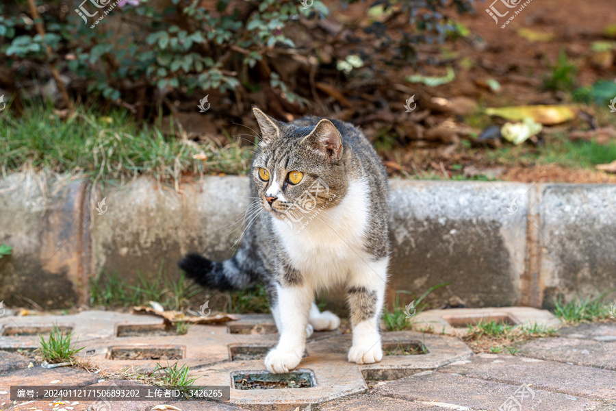 猫的特写肖像