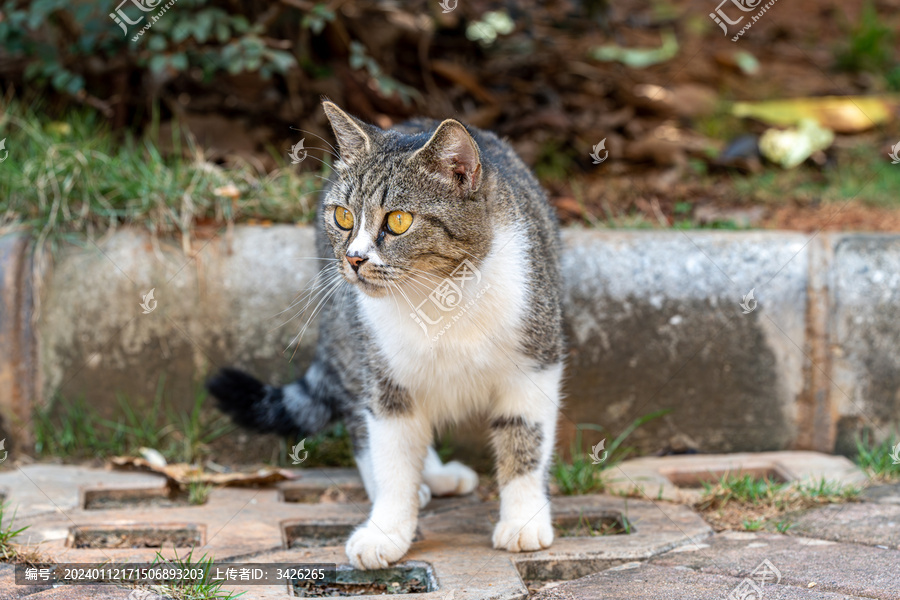 猫的特写肖像