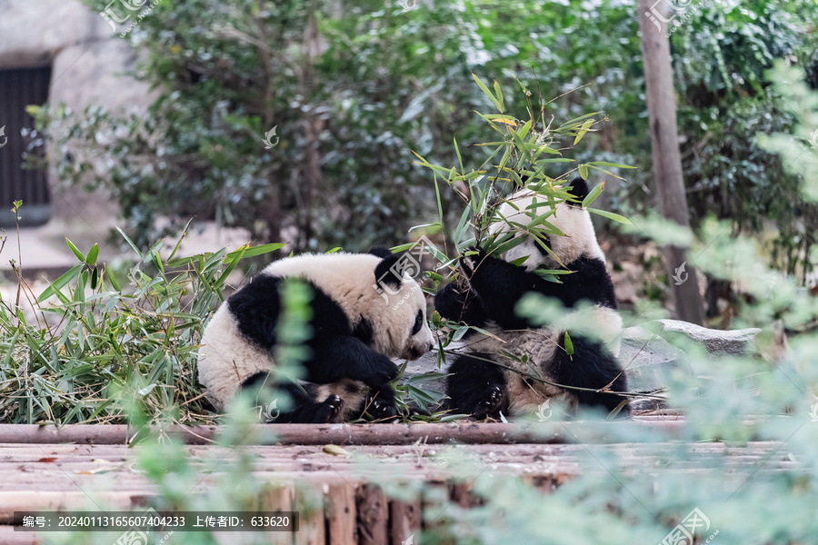 熊猫幼崽吃竹叶熊猫基地熊猫