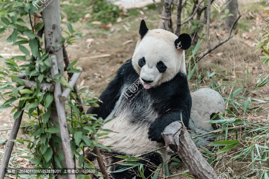 国宝熊猫熊猫基地熊猫