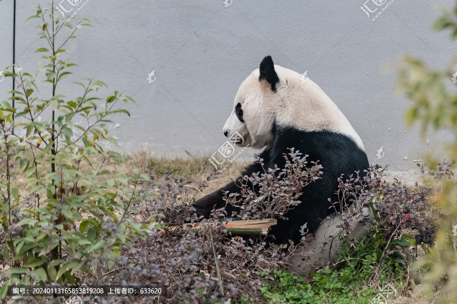 成都熊猫基地熊猫大毛