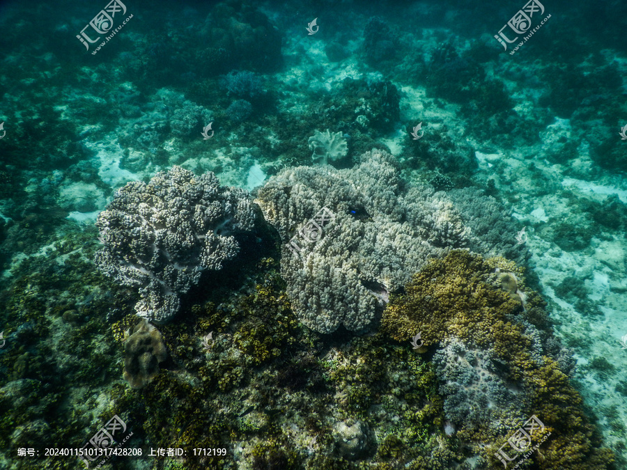 菲律宾薄荷巴里卡萨岛水下珊瑚