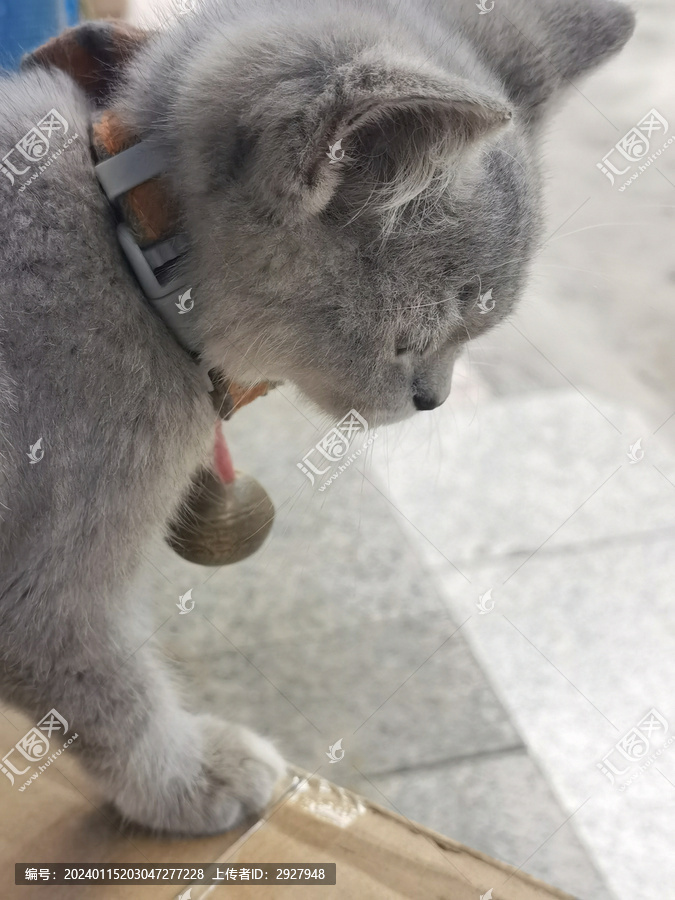 小猫猫咪可爱灰猫