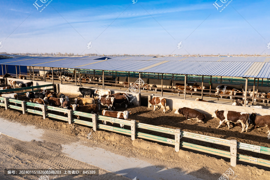 农村中小型养牛厂