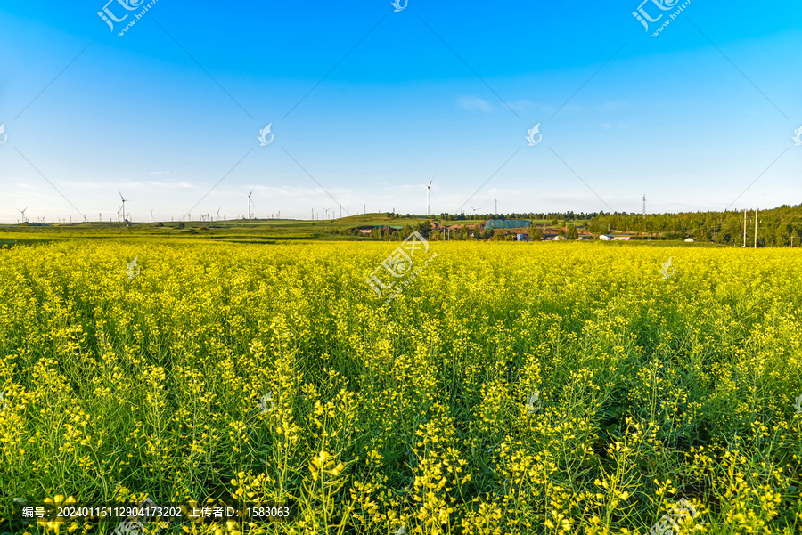 草原油菜花