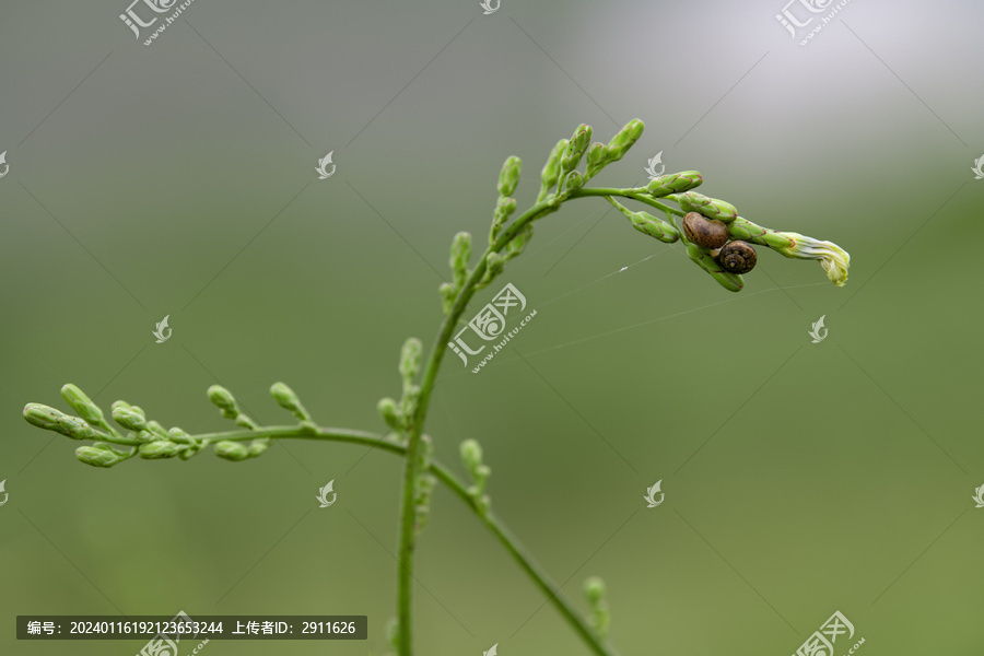 枝上的蜗牛