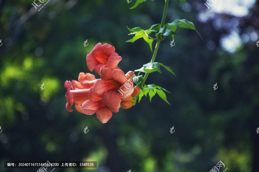 凌霄花