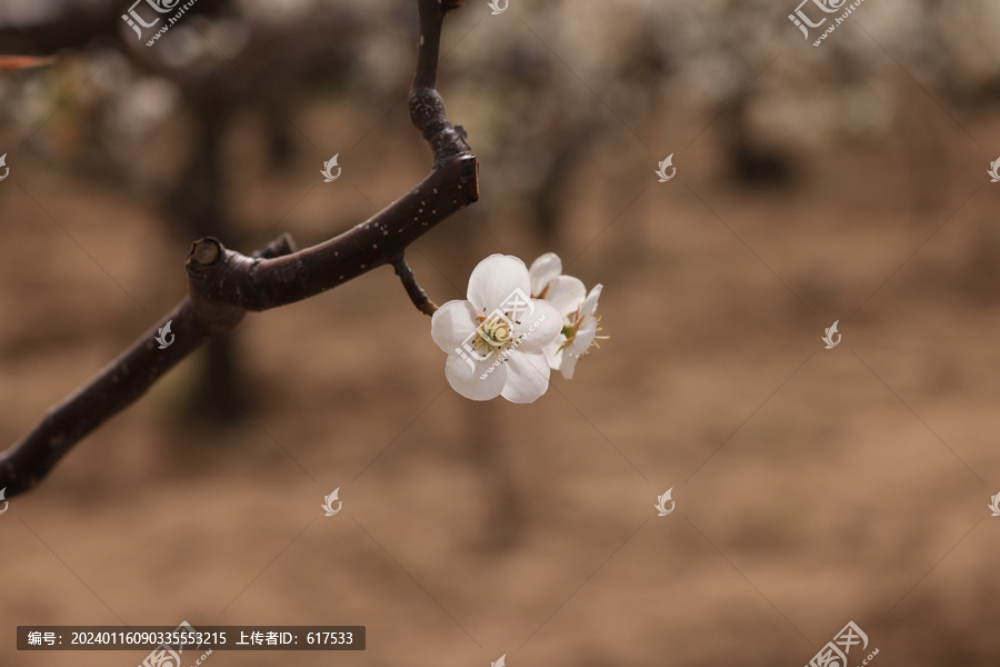 雪白梨花