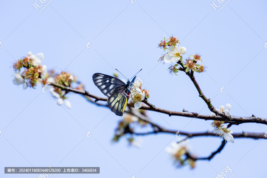 梅花枝上蝴蝶吸蜜