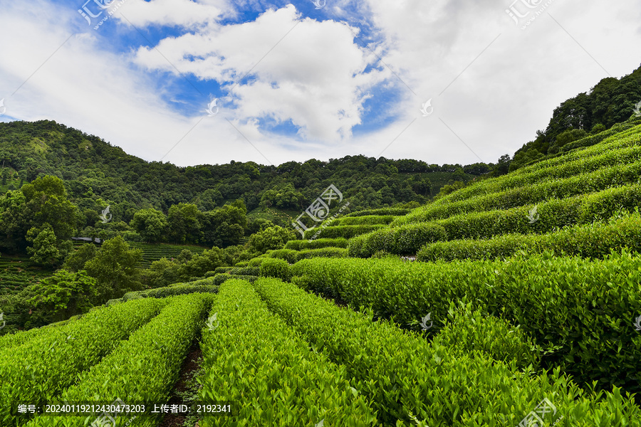 杭州西湖龙井茶园茶树