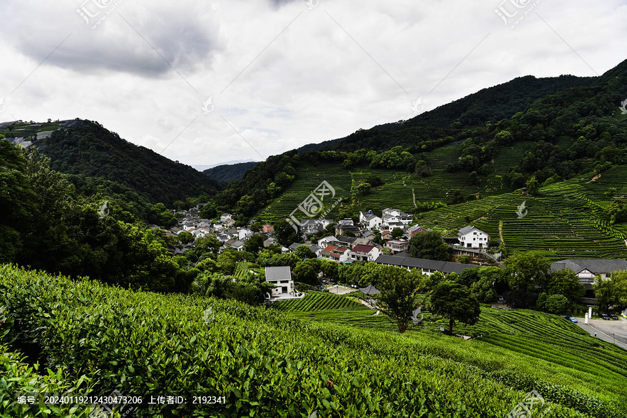 杭州西湖龙井茶园茶树