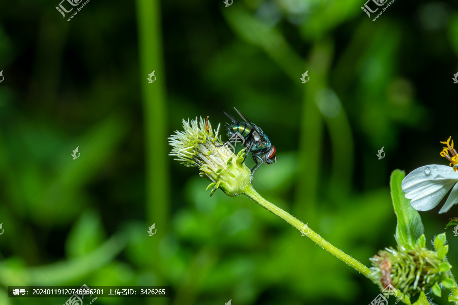 植物上歇息的苍蝇