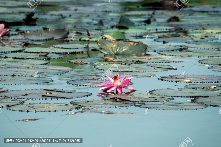 湖中盛开的柔毛齿叶睡莲