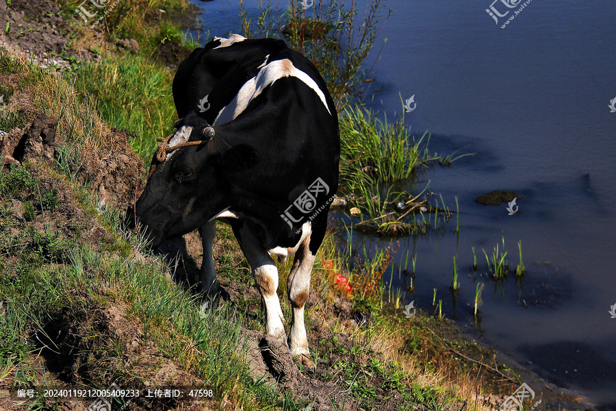 河边吃草的牛