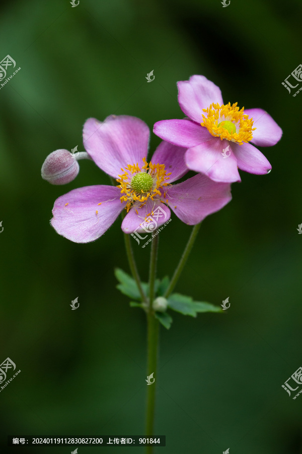 打破碗花花紫红色的花朵