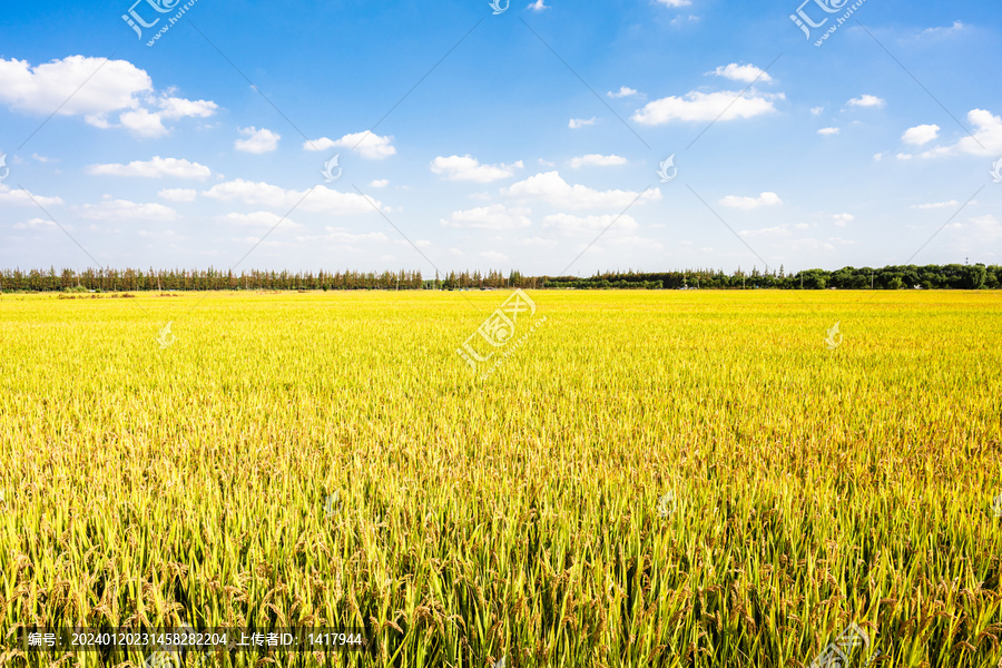 秋天成熟的水稻田