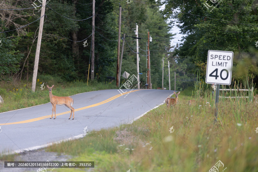 横穿公路的鹿