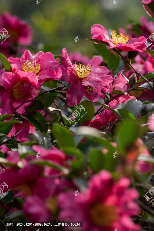 山茶花