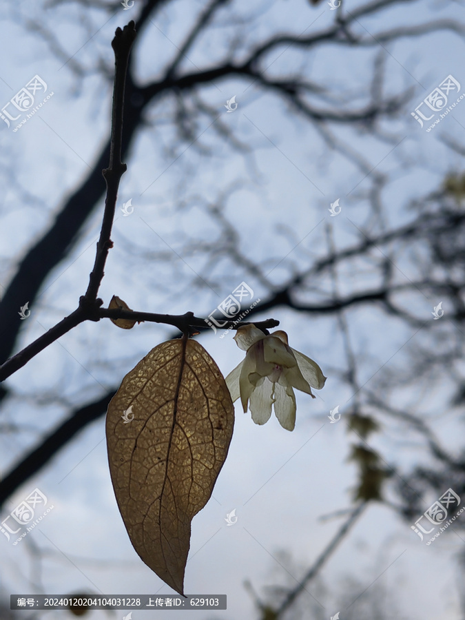 梅花和树枝