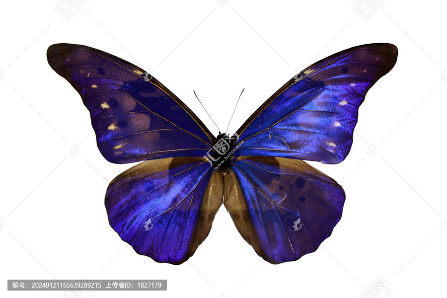 尖翅蓝闪蝶巴西亚种