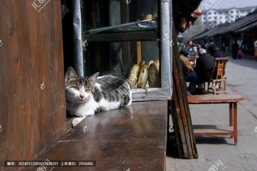 老街与猫