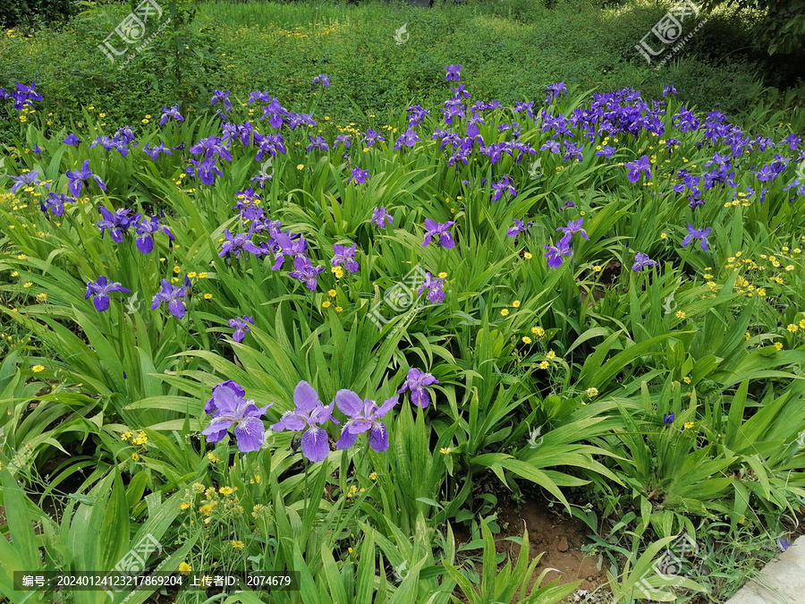 鸢尾花