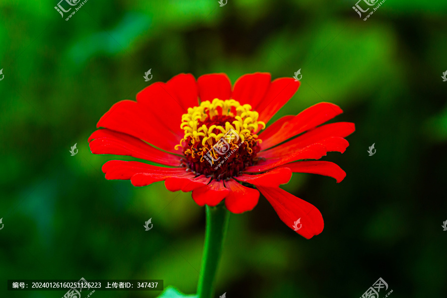 一朵盛开的红菊花