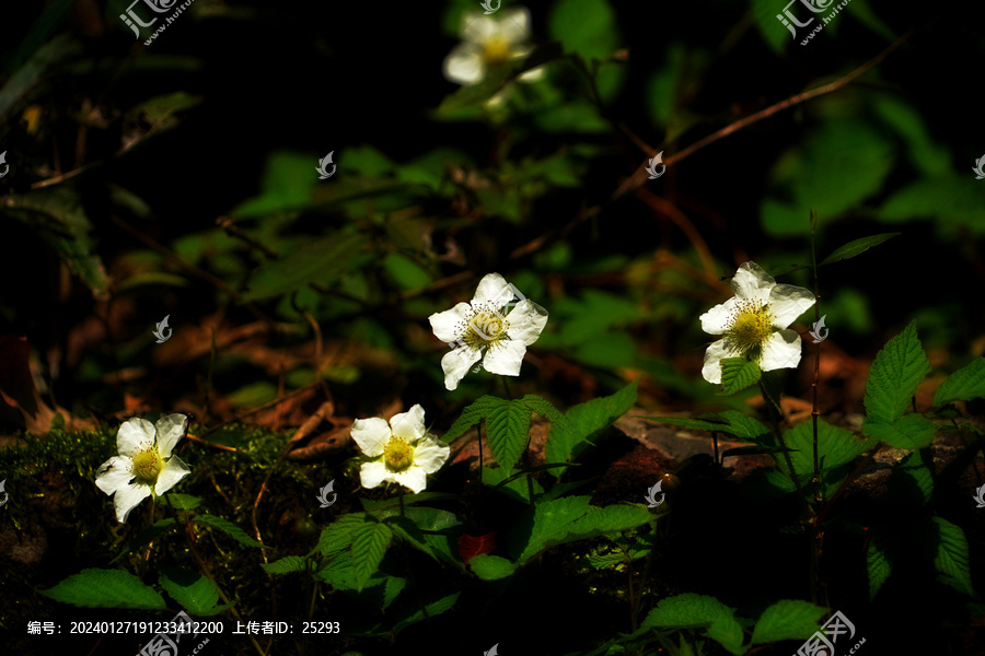 蓬蘽开花