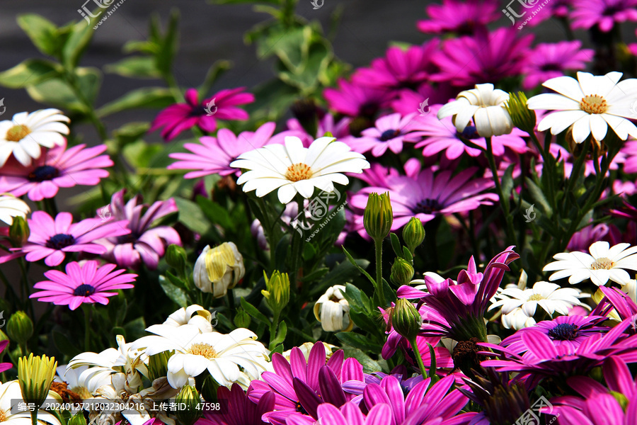 白色菊花紫色菊花