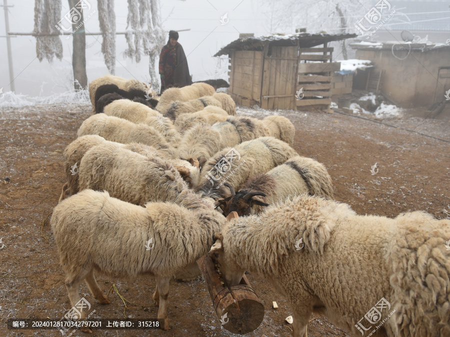 农村绵羊养殖户
