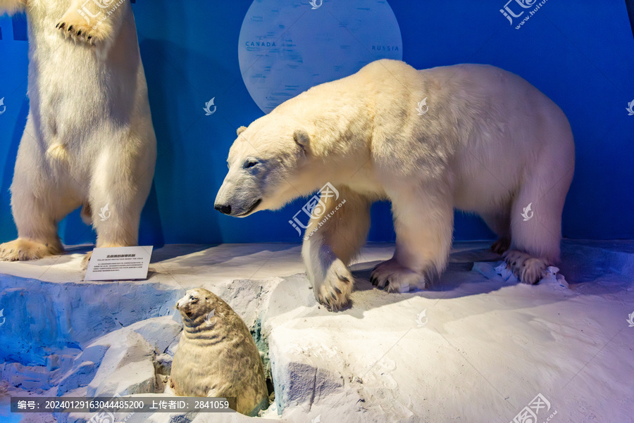 国家海洋博物馆的北极熊标本模型