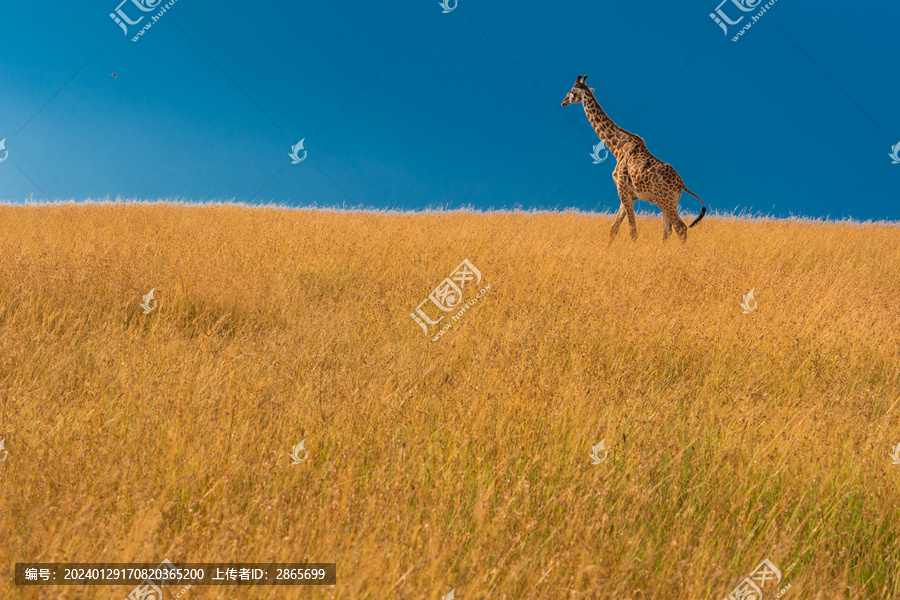 非洲肯尼亚马赛马拉草原长颈鹿