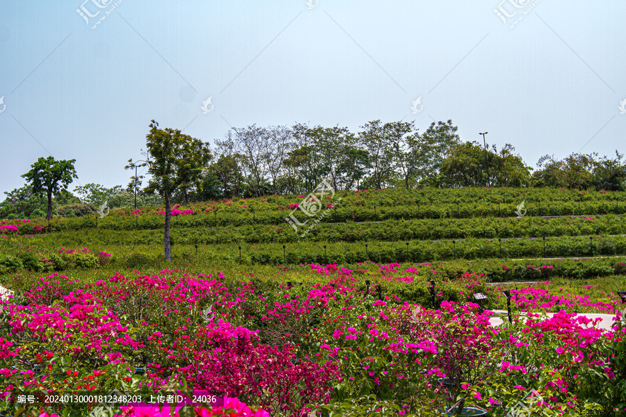 叶子花园种植园