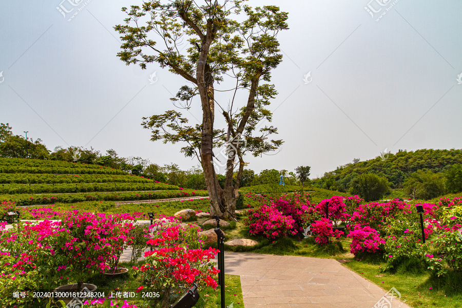 青秀山景区叶子花园种植园