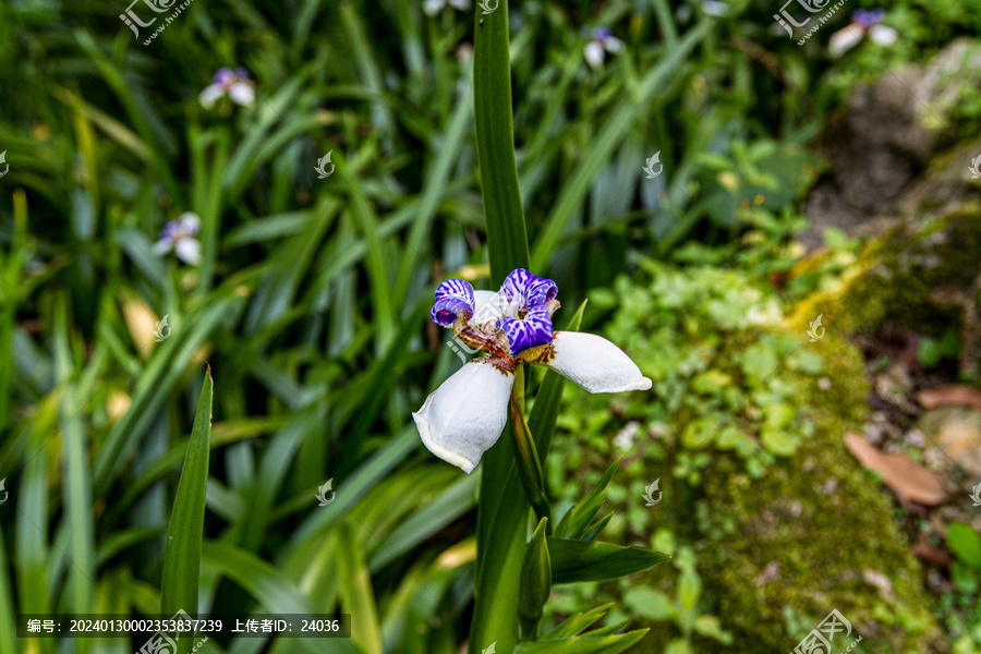 紫鸢尾花