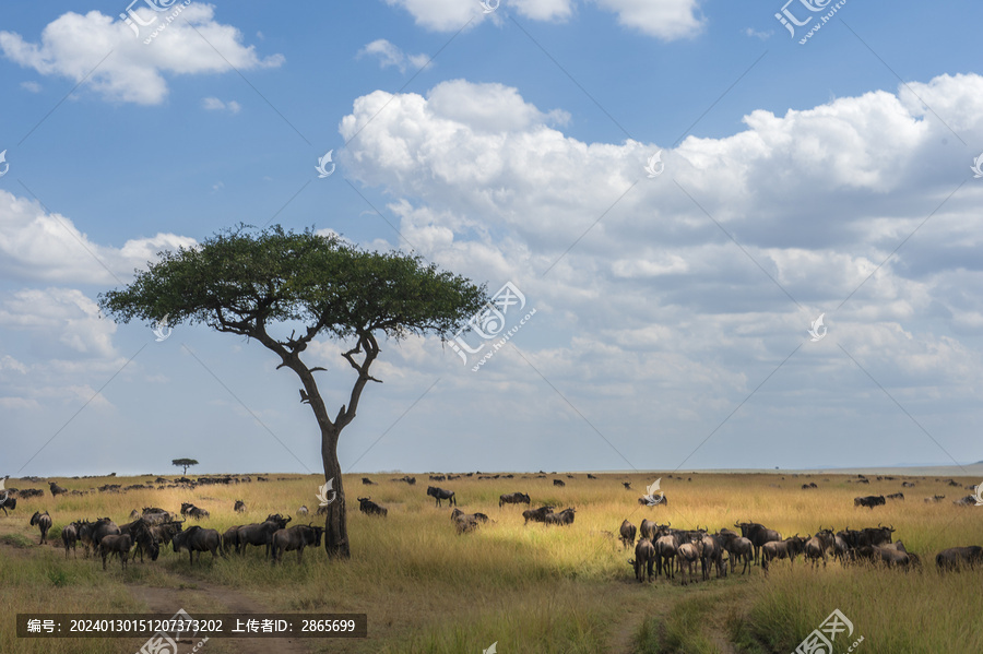 非洲肯尼亚马赛马拉草原野生动物