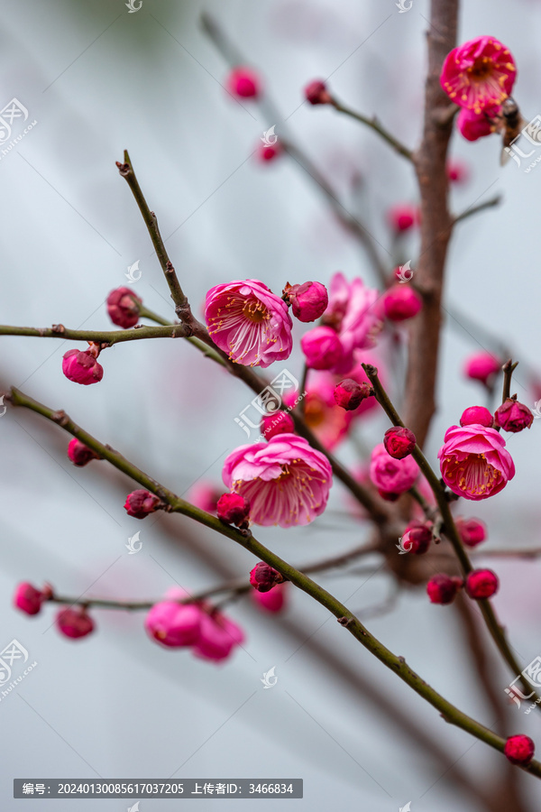 寒冬枝头红梅花开