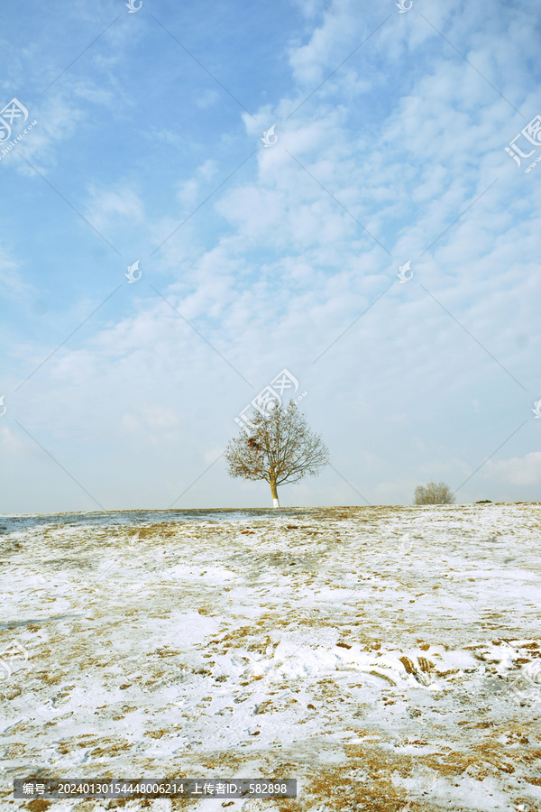 雪地里的一棵树