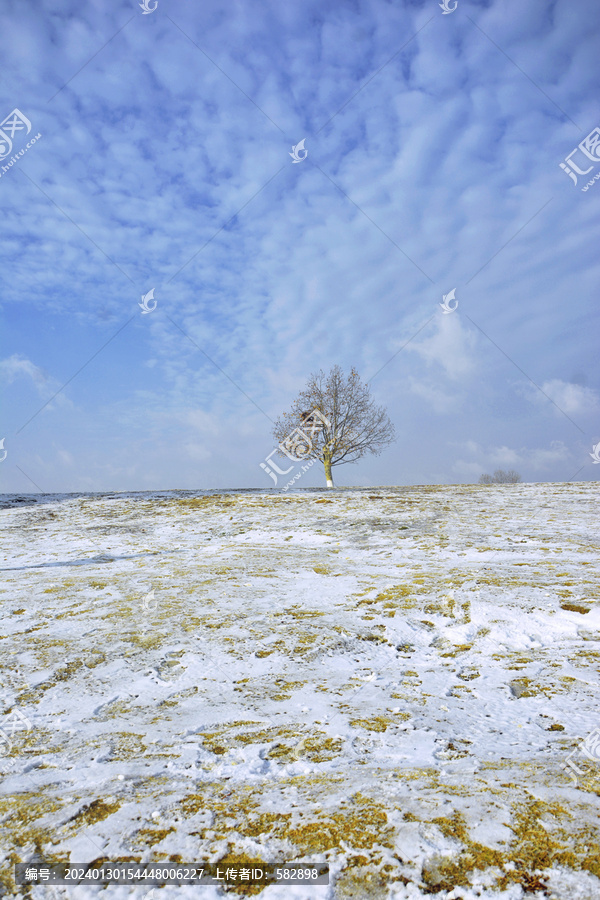 小树雪景